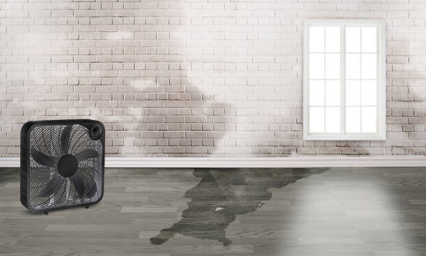 Best Ceiling water damage repair  in Oak Park, MI